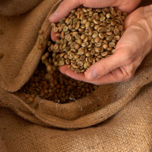 Da li se će se kafa uzgajati u Sremu – ne još, ali u Sremskoj Mitrovici postoji KUĆA KAFE